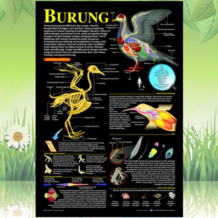Poster Anatomi Hewan ( Burung )