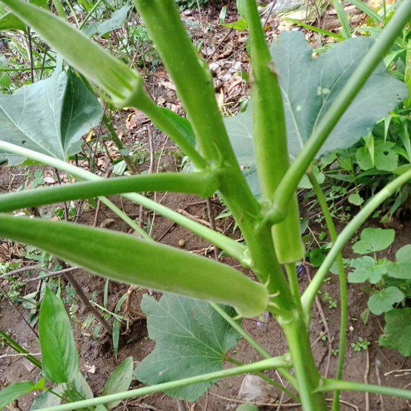 

500 Gram BUAH SAYUR Lady Finger vegetable KACANG BENDI