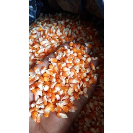 Jagung Kristal Manggis dan Beras Merah Untuk Pakan Merpati atau Burung Dara