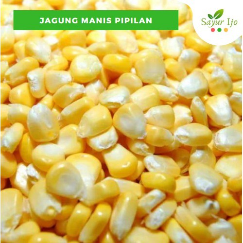 

Jagung Manis Pipilan 500 Gram Fresh Sweet Corn Peeled Kupas Biji Sayur Hijau Segar