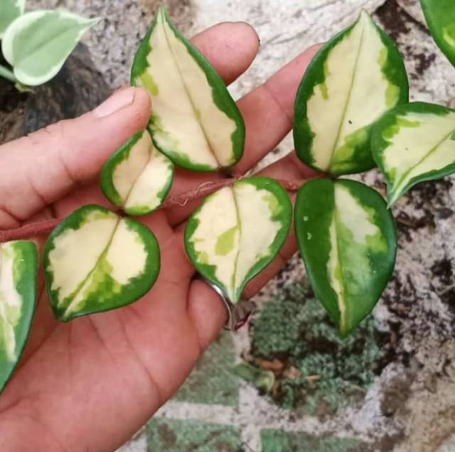 Tanaman hias gantung hoya carnosa varigata kornosa