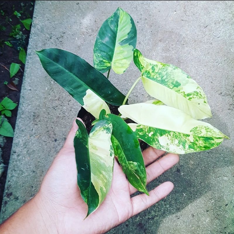 Burlemarx Variegata Yellow