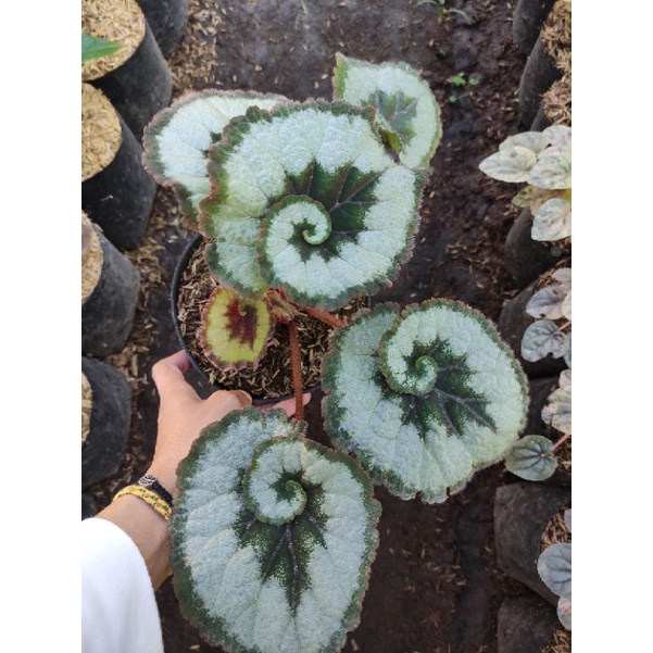 Tanaman begonia keong rimbun murah