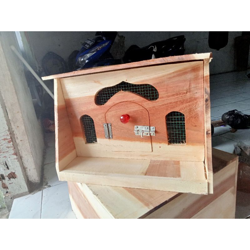 Gupon Merpati Pagupon Merpati Dara