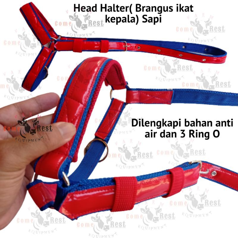 Scotlight Head Halter sapi. Brangus sapi scotlight.