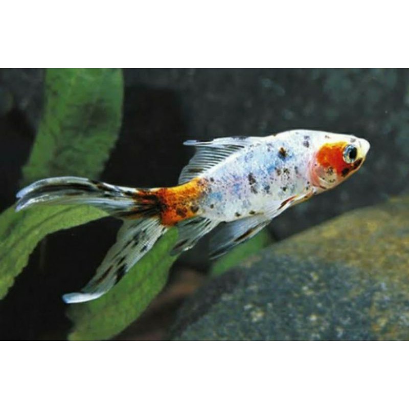 Komet calico pancawarna langka murah