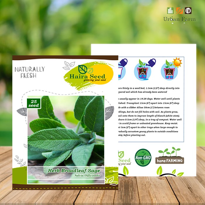 Benih-Bibit Herba Broadleaf Sage (Haira Seed)