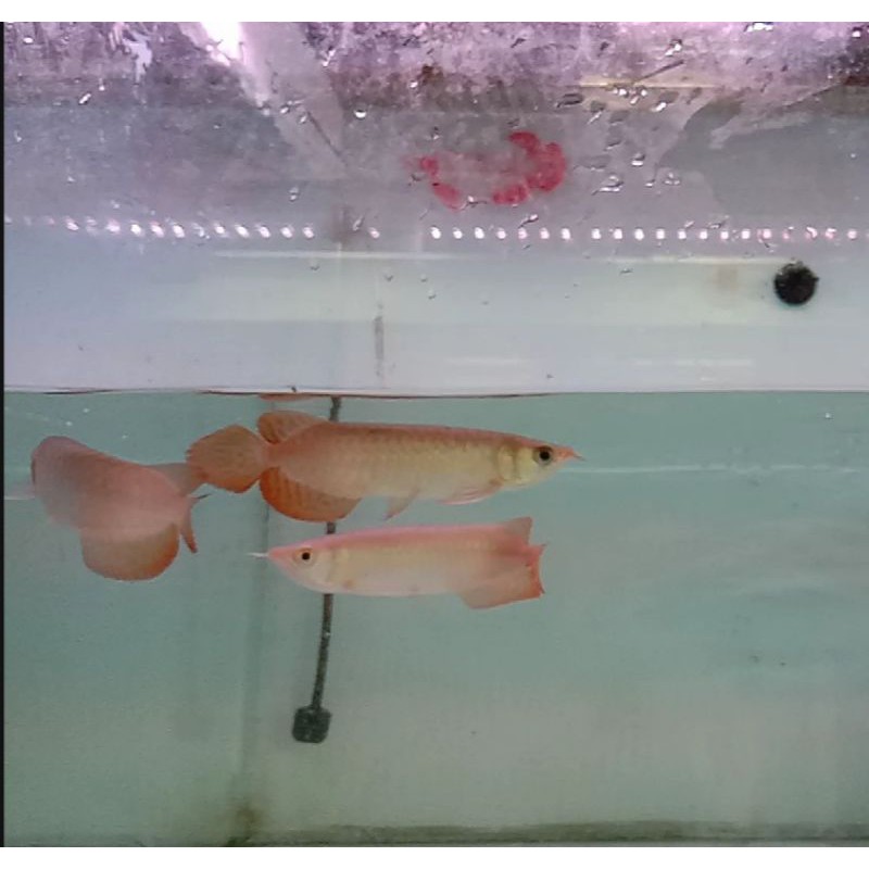 arwana super red arowana sr 15 cm bukan baby