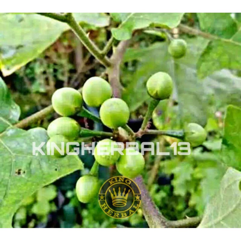 

Tekokak segar buah tekokak dipetik ketika ada pesanan 250gram