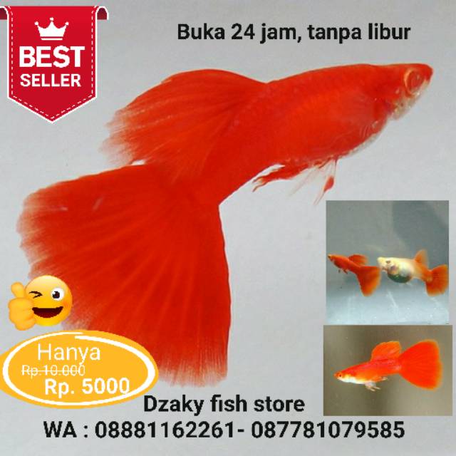 Ikan Hias Air Tawar Guppy Afr Super Red Albino Full Red Gapi