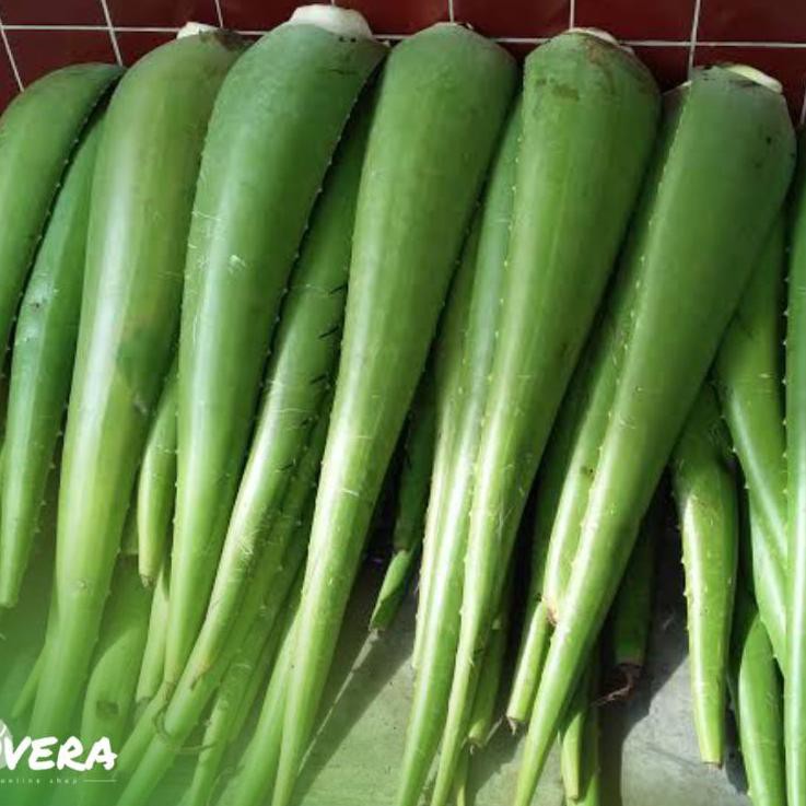 Spesial Edition,, JUMBO Pelepah Gel Lidah Buaya Besar Pontianak Kalimantan Alami