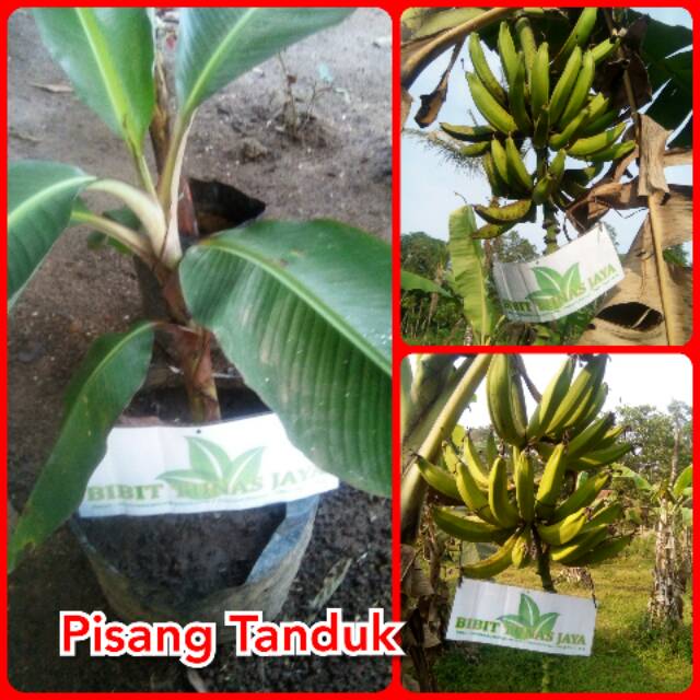 BIBIT POHON PISANG TARING SINGA ATAU PISANG TANDUK