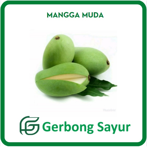 

Buah Mangga Muda / Mangga Mentah Segar - 1 Kg