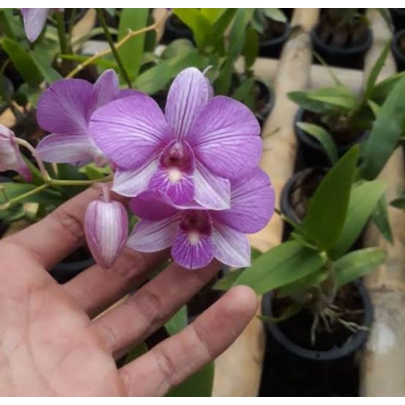 dendrobium mini smile