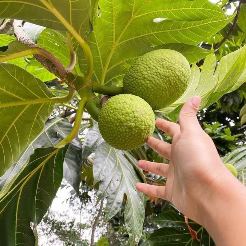 Bibit Tanaman Sukun Kuning Terlaris