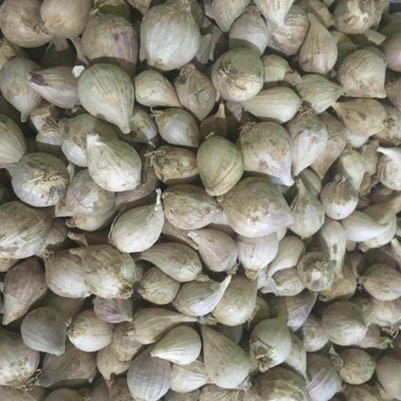 

BAWANG TUNGGAL | BAWANG LANANG ASLI LOKAL