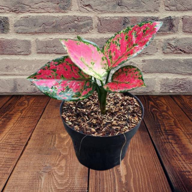 Tanaman Aglonema Dut Anjamani / Aglaonema Dut Anjamani