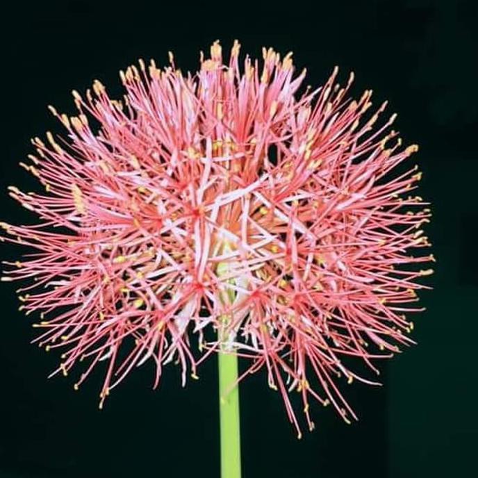 BIBIT TANAMAN HIAS BUNGA BLOOD LILY/BUNGA DESEMBER/KEMBANG API MERAH STOK READY
