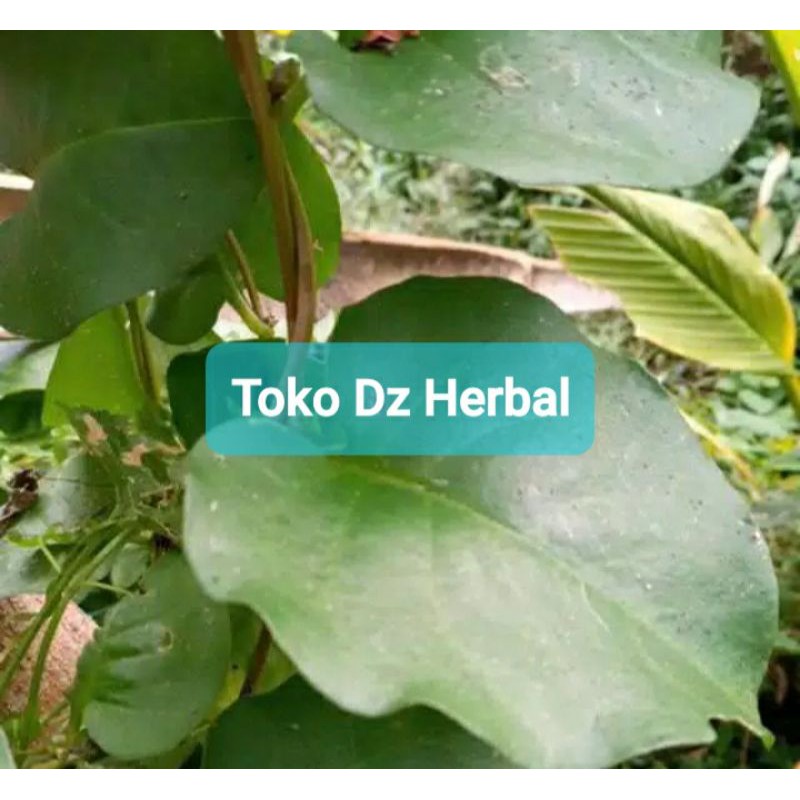 

Daun binahong segar paket 500 gram fresh-az