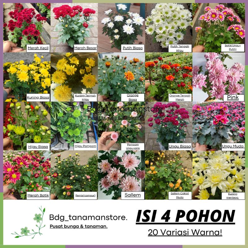 ISI 4 POHON | PILIH WARNA! | TANAMAN BUNGA KRISAN SERUNI ASTER GRADE SUPER