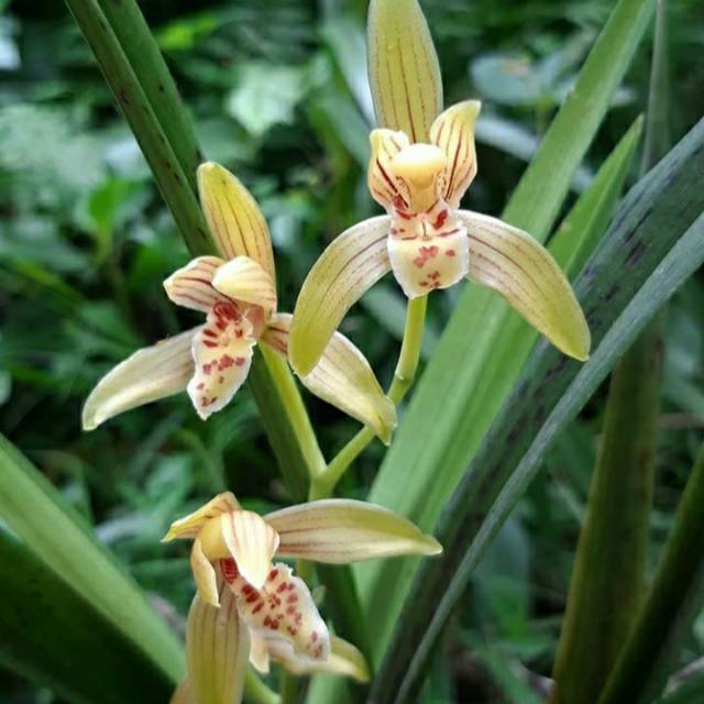 Cymbidium Ensifolium