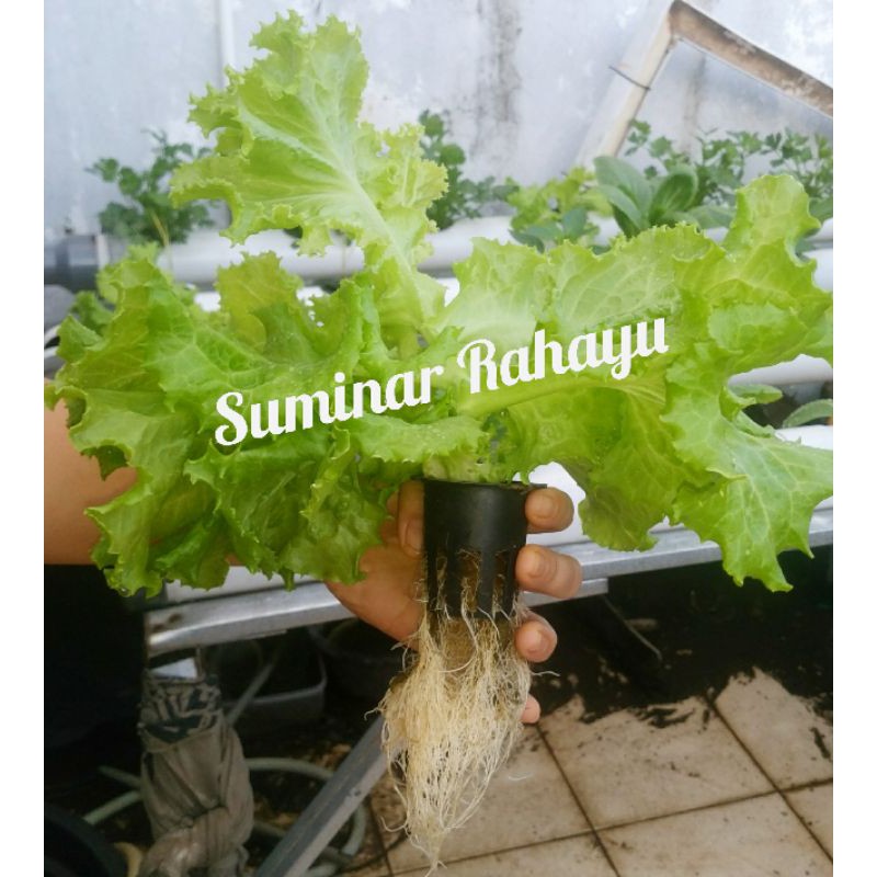 Gaardeen Ab Mix Sayur Daun Pupuk Ab Mix Cair Ab Mix Hidroponik Pupuk Nutrisi Ab Mix