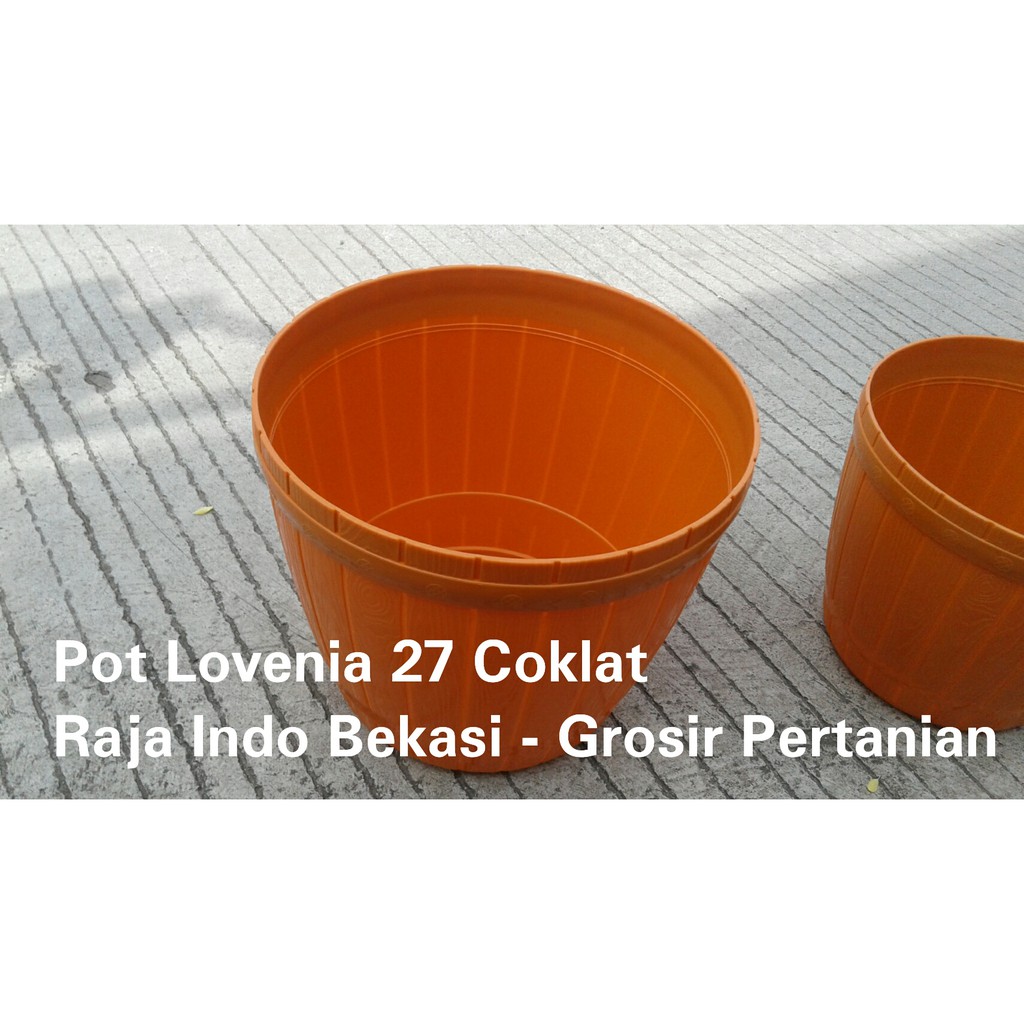 POT GENTONG LOVENIA 27 WARNA-WARNI POT GENTONG 27 BIBIT BUNGA WARNA-WARNI MURAH