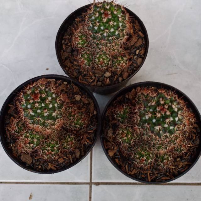 Ownroot mamil red/1 pcs