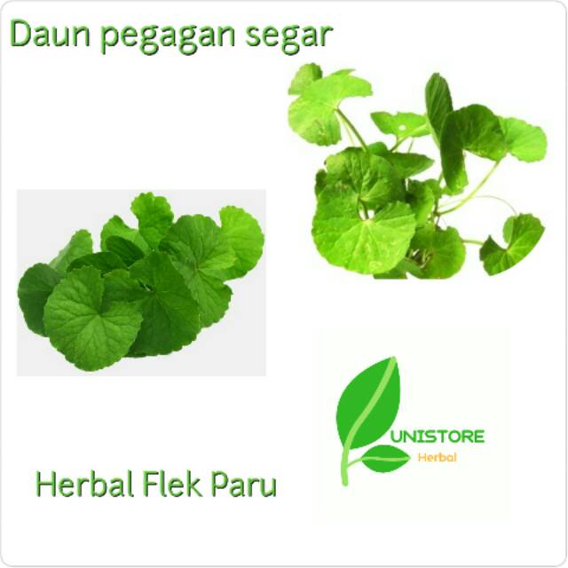 

Herbal Flek Paru Daun Pegagan Segar 1kg Antanan Fresh