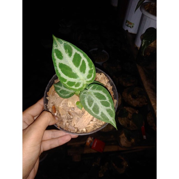 kuping gajah silver blush