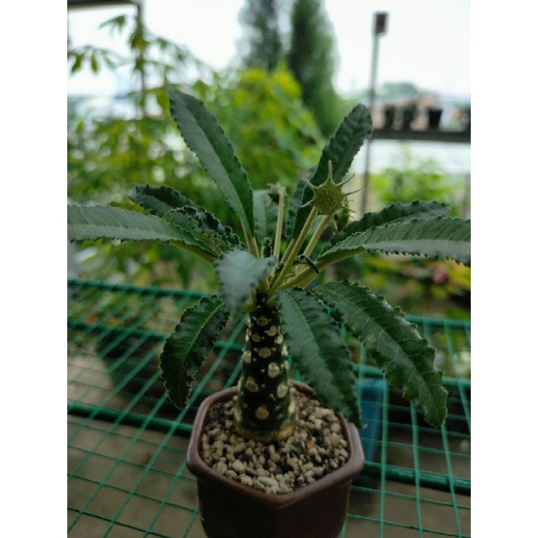 Dorstenia Crispa