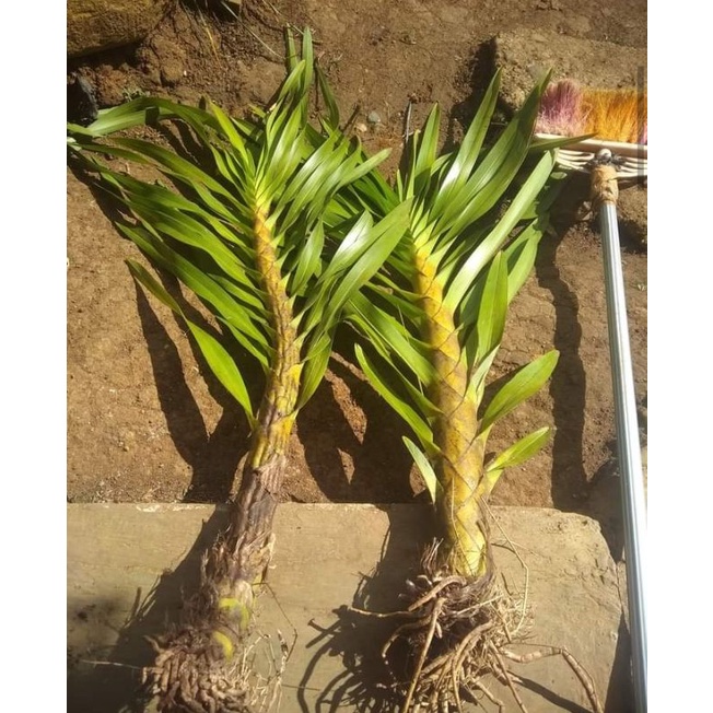 anggrek Grammatophyllum speciosum,