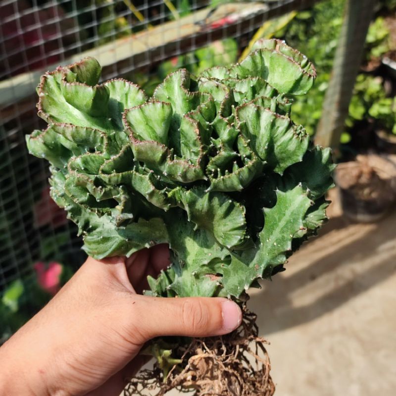 Sukulen Euphorbia Lactea Jumbo