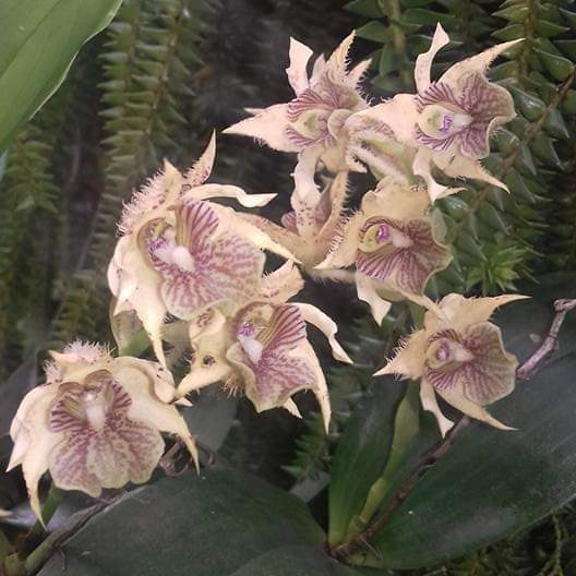 anggrek spesies dendrobium macrophyllum sulawesi