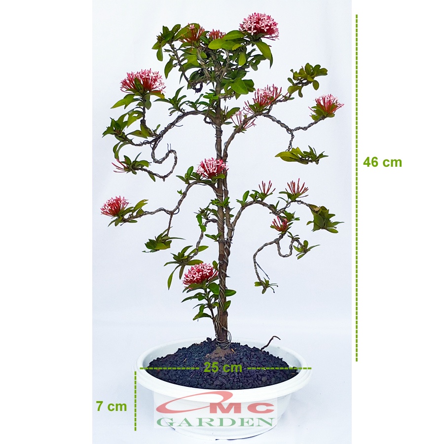 Tanaman Hias Bonsai Bonsae Mame Soka Mini Asoka Jepang Ixora Pink Jambon B-SMP-005