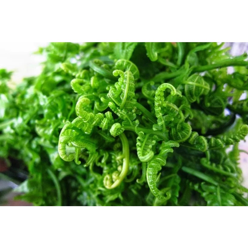 

Sayur Pakis / Per Ikat Murah Meriah