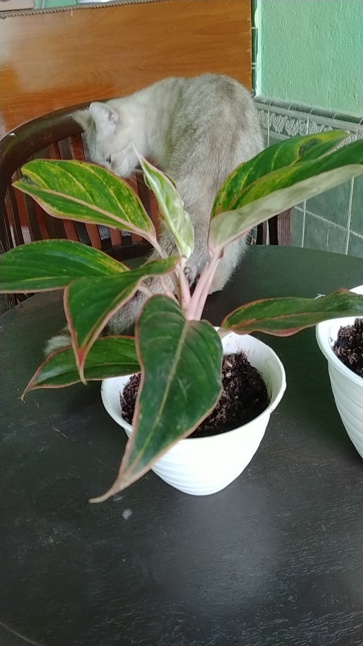 Tanaman Aglaonema Lipstik Pink/ Lipstik Kelasik