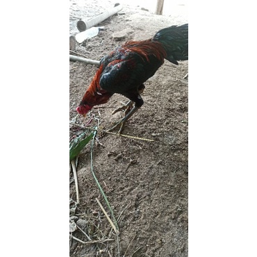 

telur fertil ayam bangkok