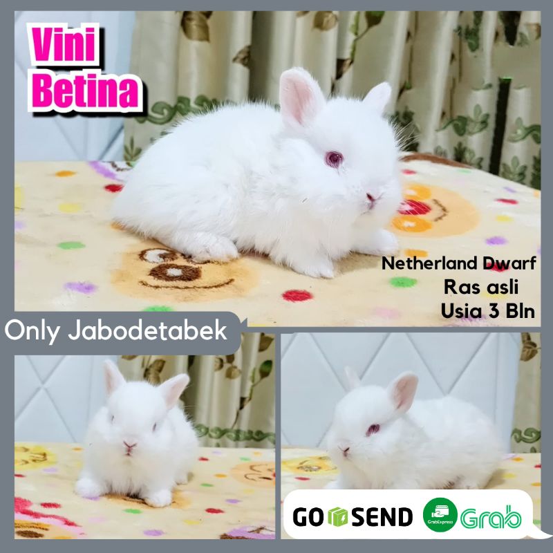 KELINCI HIAS MINI NETHERLAND DWARFT ND HEWAN PELIHARAAN JINAK.BERKUALITAS KELINCI BUNNY SEHAT BERSIH