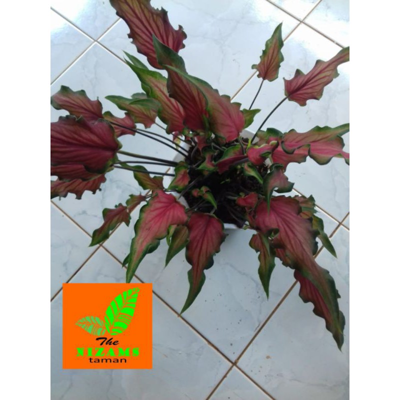 Tanaman Hias Keladi Keris - Caladium Keris - Pohon Keladi Keris