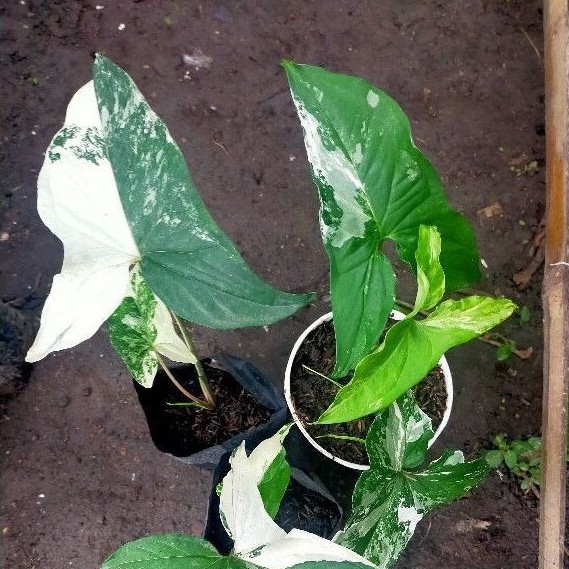 TANAMAN HIAS SYNGONIUM VARIGATA/SYNGONIUM PINK/SINGONIUM VARIGATA