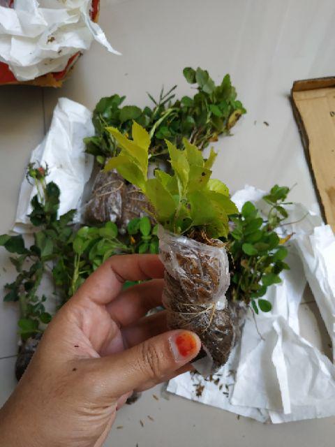 Tanaman Hias - Bibit Bunga Kacang Kuning