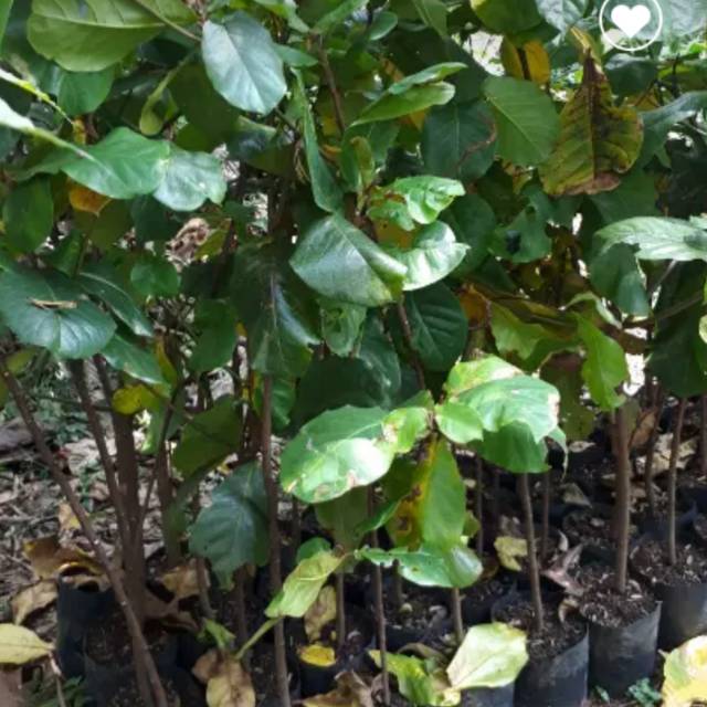 Bibit pohon ketapang laut