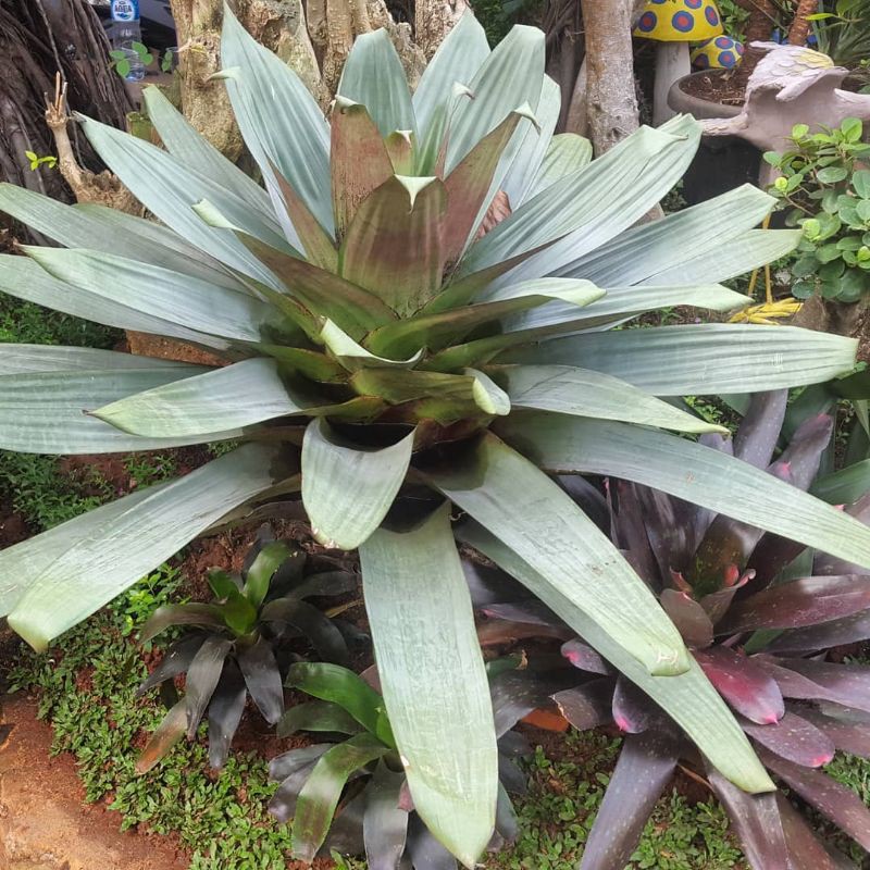 Bromelia Giant Hijau