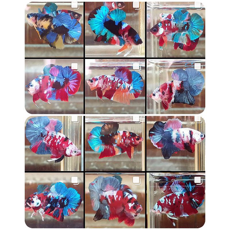 CUPANG NEMO/KOI/YELLOW/COOPER/GALAXY/MULTI/MULTICOLOR/INDUKAN/TOP GRADE