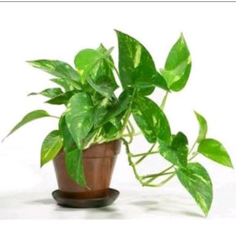 srigading hijau kuninplus pot gantung