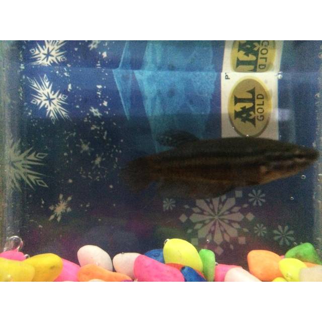 ikan cupang plakat betina siap ternak murah 