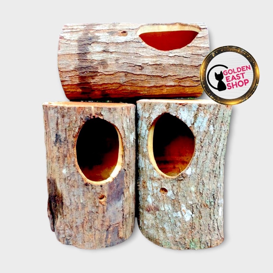 GELODOK MURAI BATU BATANG POHON SARANG BERTELUR BURUNG MURAI BATU