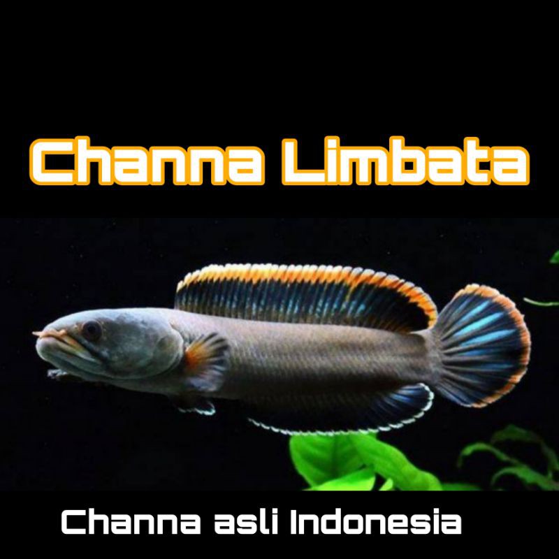 Channa Limbata Fin orange - sortir keras jamin puas - ikan kotes - gachua - Dwarf snakehead