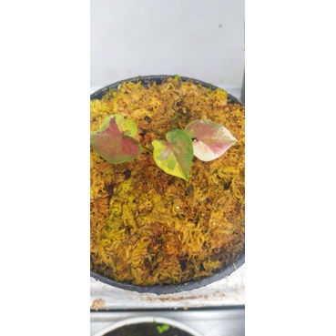 caladium Thailand napakhaw /NPK